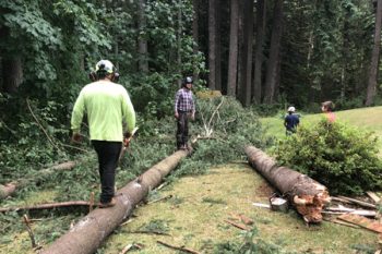 Tree Maintenance Battle Ground