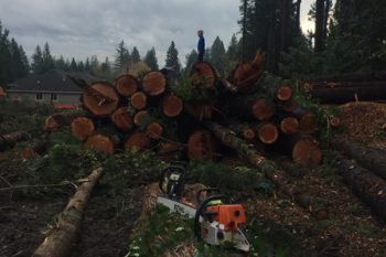 Tree Service Battle Ground