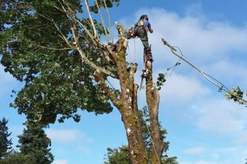 Tree Trimming in Vancouver WA