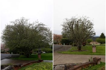 Tree Trimming Vancouver WA