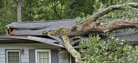 Emergency Tree Removal Vancouver WA