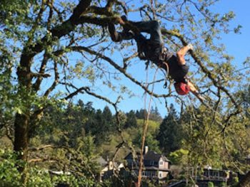 Tree Trimming In Camas