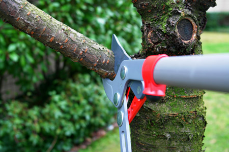 Tree Trimming Battle Ground