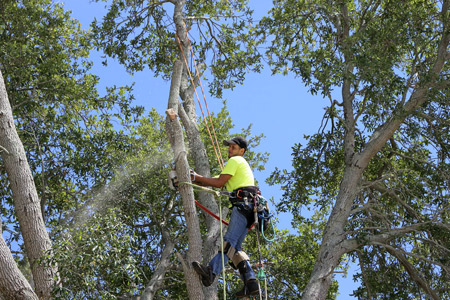 Tree Trimming Clark County WA