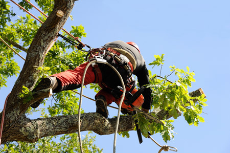 Tree Trimming Salmon Creek