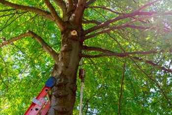 Tree Trimming Services Battle Ground