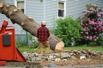 Tree Trimming Services Clark County WA