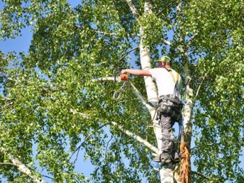 Tree Trimming Services Salmon Creek