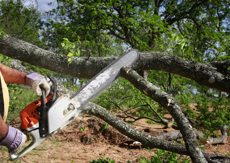 Tree Service Clark County