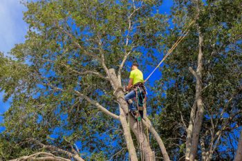 Tree Service Washougal