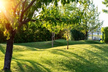 Tree Services Clark County WA