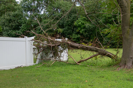 Tree Services Washougal