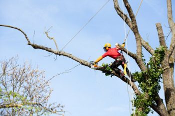 Tree Trimming Services Washougal