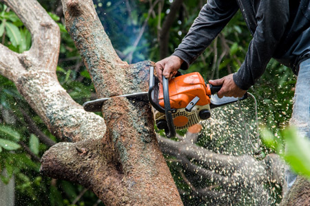 Tree Trimming Washougal