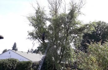 tree service vancouver wa