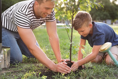 why you should plant trees vancouver