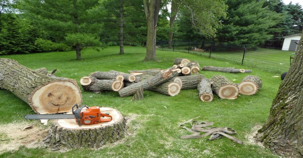 Tree Removal Vancouver Wa