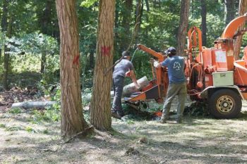 Tree Removal Cost Vancouver Wa