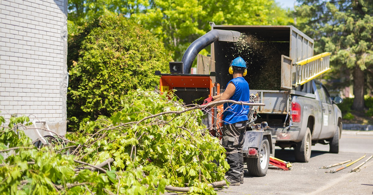 tree removal service vancouver wa