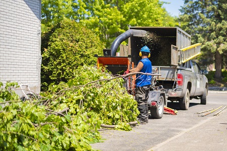 tree removal service vancouver