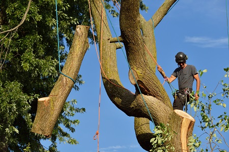 tree trimming service vancouver