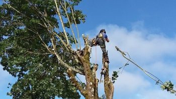 Land Clearing Battle Ground WA