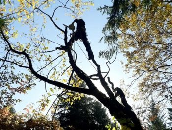 Tree Service Vancouver WA