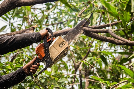 Tree Service Vancouver WA