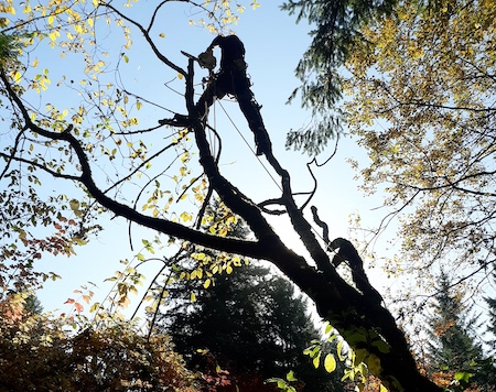 Tree Care Service Vancouver Wa