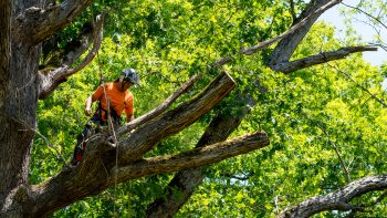 Tree Service Vancouver WA