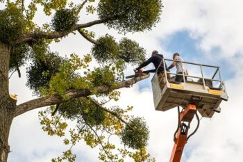 Top Questions to Ask Your Tree Service Provider | Arbor City Tree Care