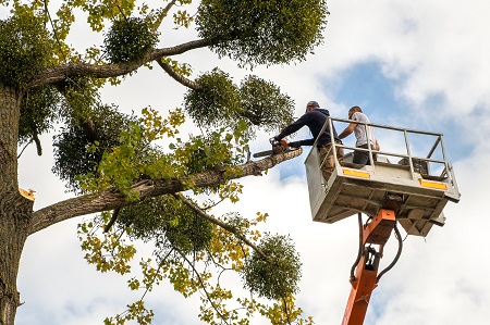 Tree Cutting Service Battle Ground