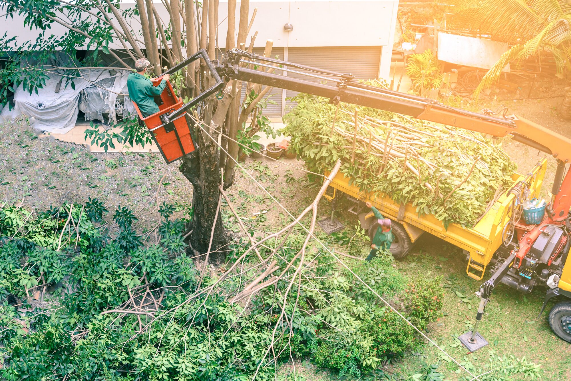 Tree Removal Vancouver Wa