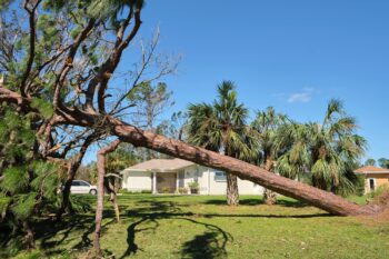 Tree Removal Vancouver Washington