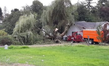 Tree Removal In Vancouver Washington