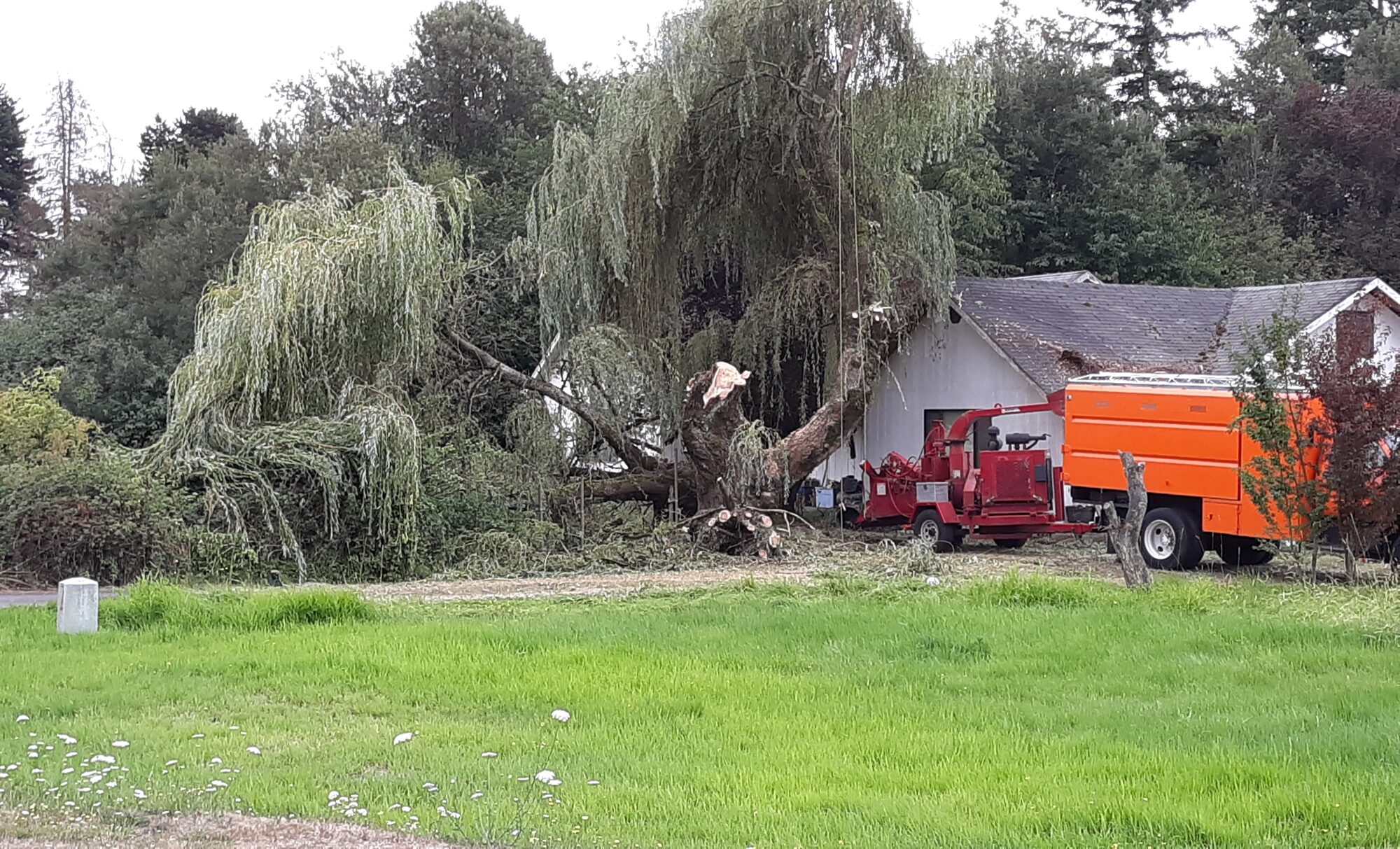 Tree Removal In Vancouver Washington