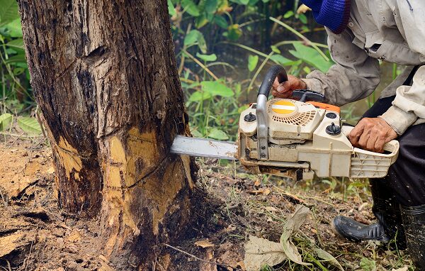 Tree Removal near me Vancouver WA