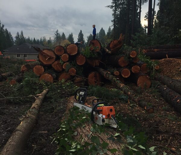 Tree Removal Near Me In Vancouver Washington
