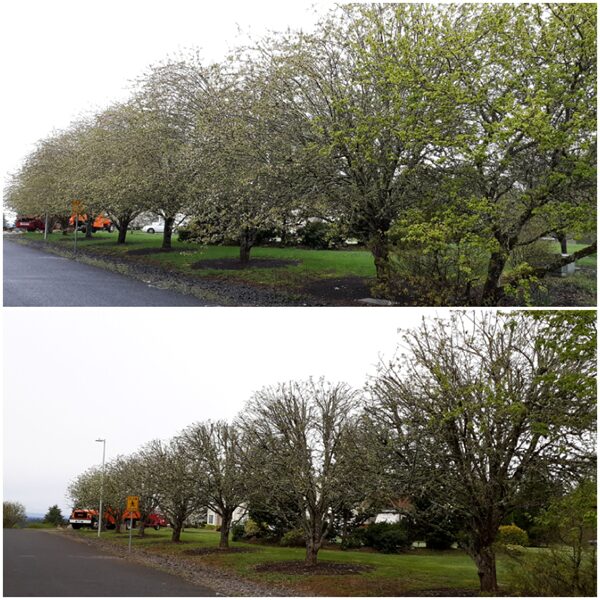 Tree Service Near Me Vancouver WA