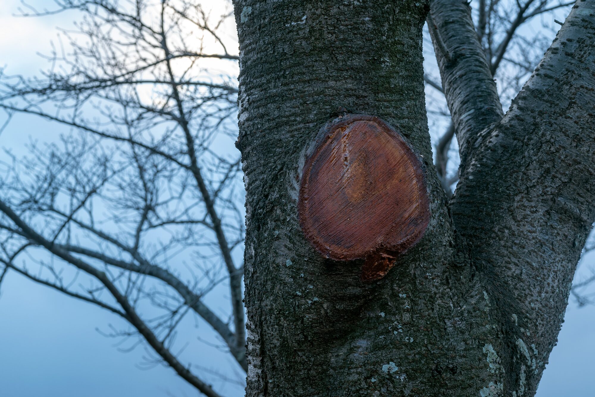 Tree Service Vancouver WA
