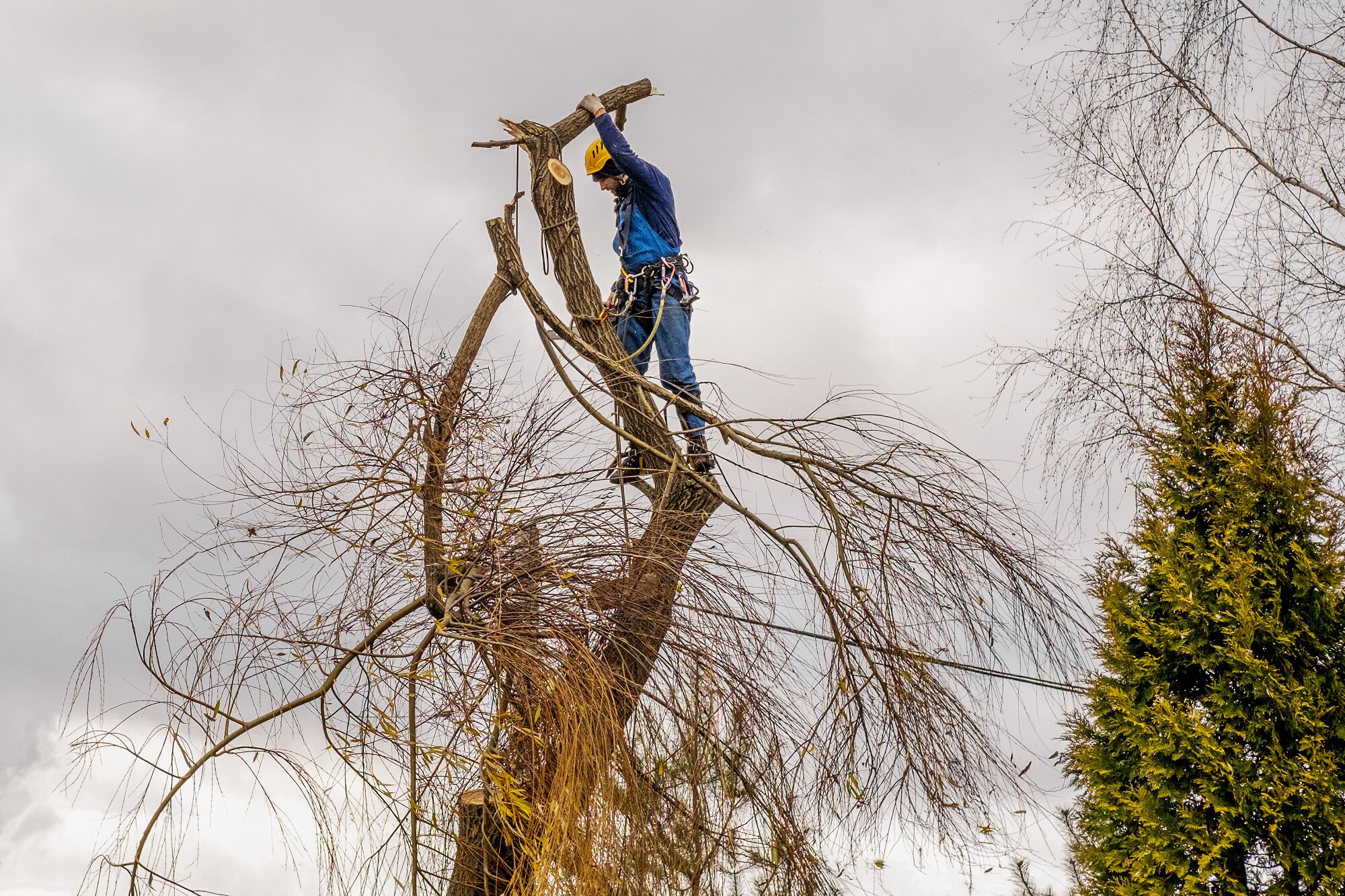 Tree Service Vancouver Washington