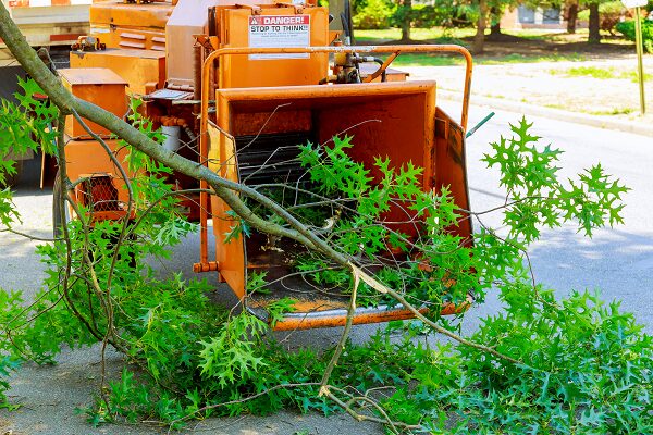 Tree Service near me Vancouver Washington