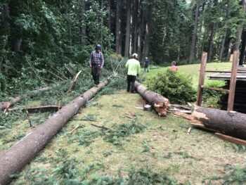 Tree Removal Vancouver