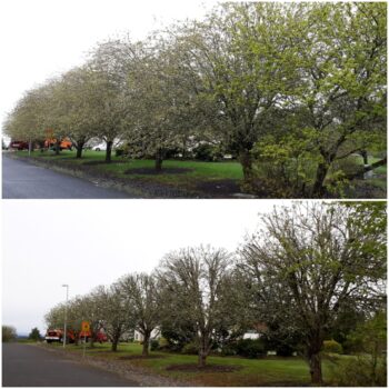 Tree Removal Vancouver WA