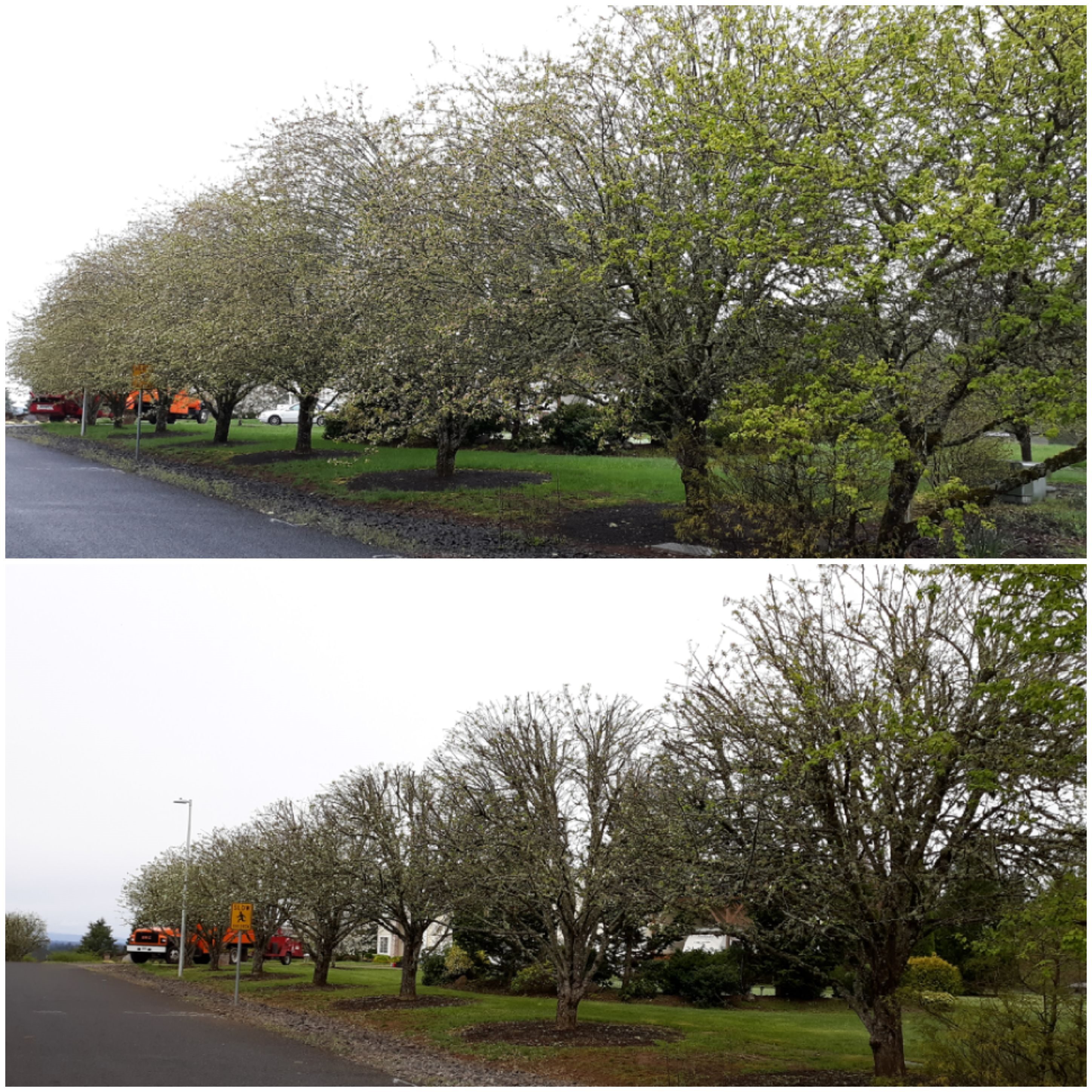 Tree Removal Vancouver WA