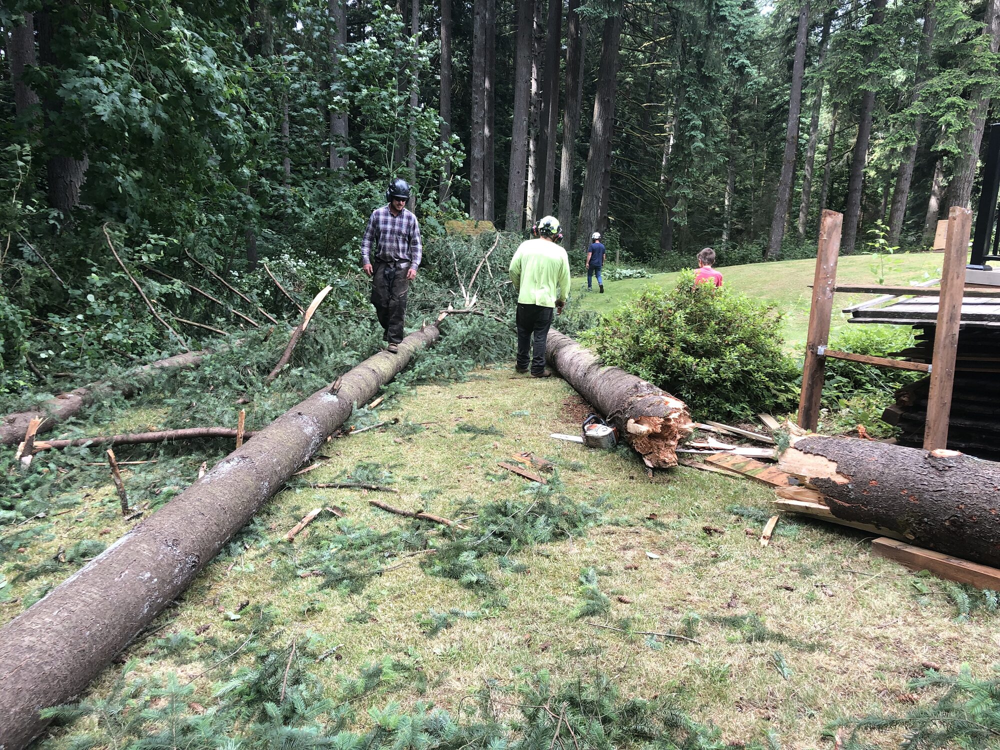 Tree Removal Vancouver