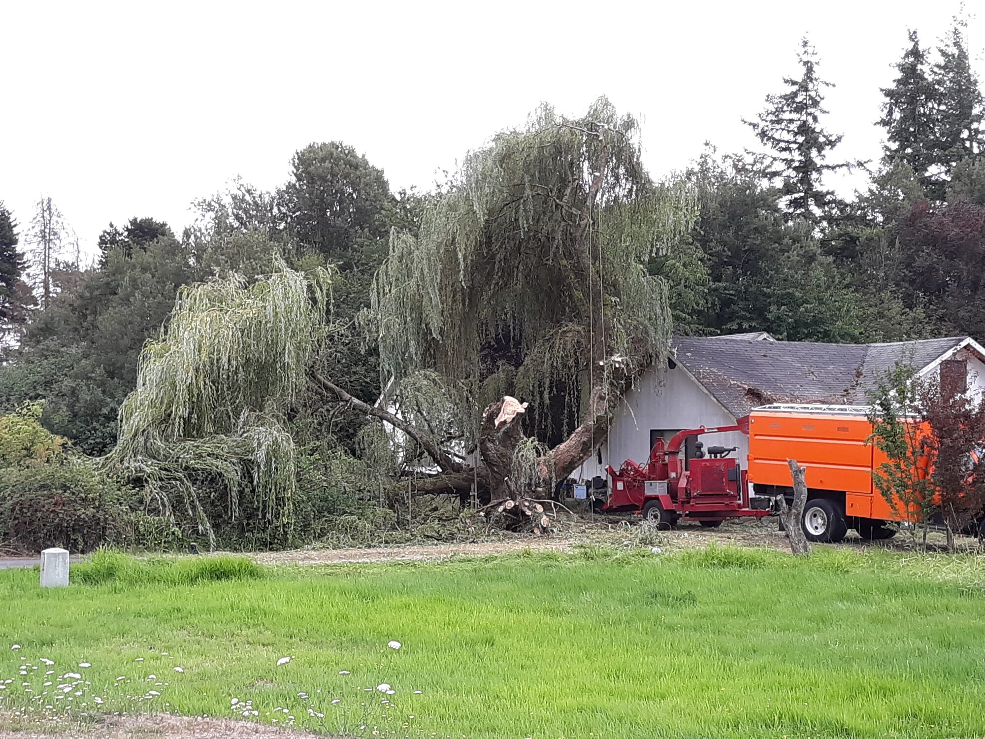 Tree Removal in Vancouver WA