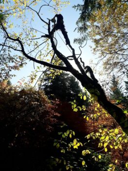 Tree Removal Near Me Vancouver