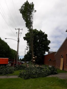 Tree Removal near me Vancouver WA