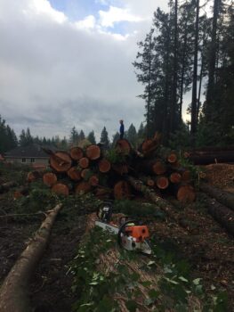 Tree Removal near me Vancouver Washington